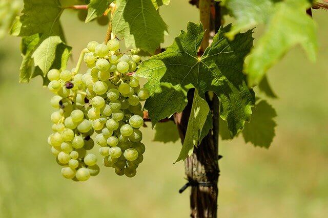 What Are The Benefits of Grapes