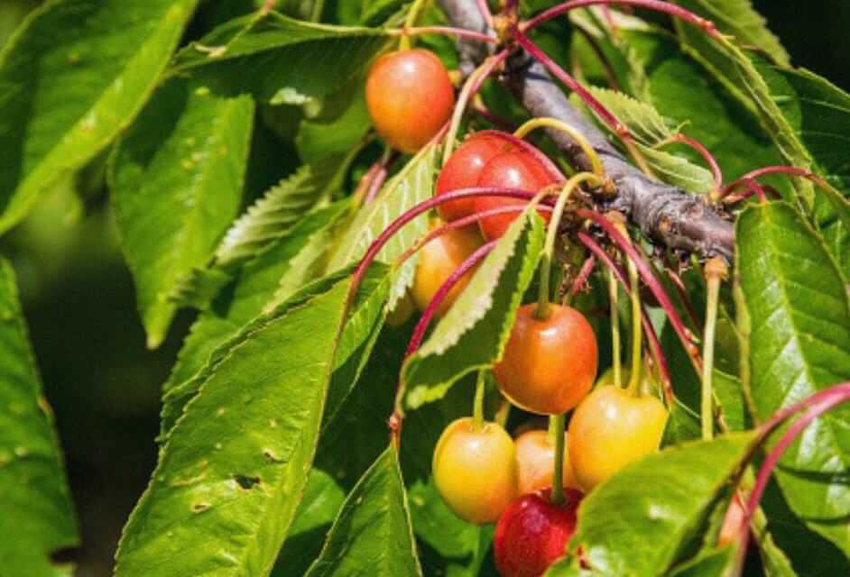 Phalsa Benefits In Hindi