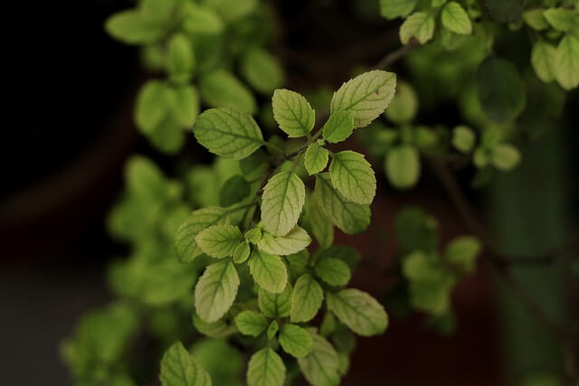 Tulsi Ke Fayde In Hindi
