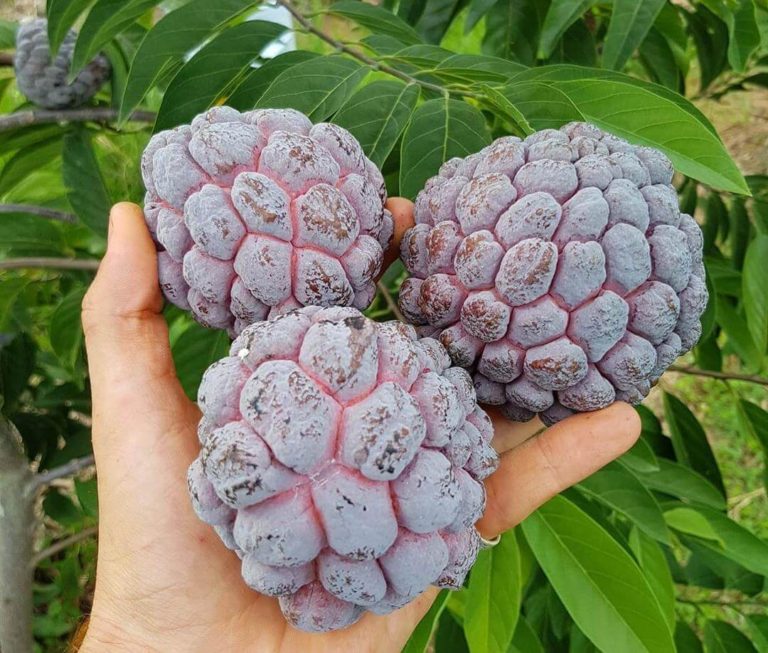 Benefits of Custard Apple In Hindi